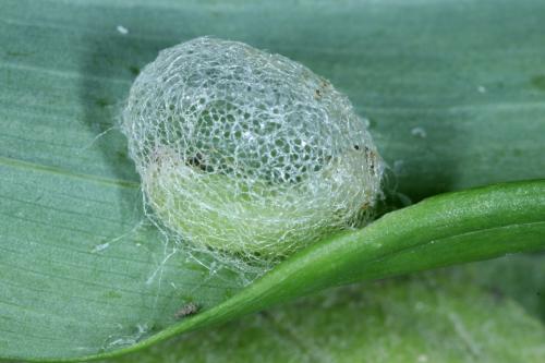 Hyperinae